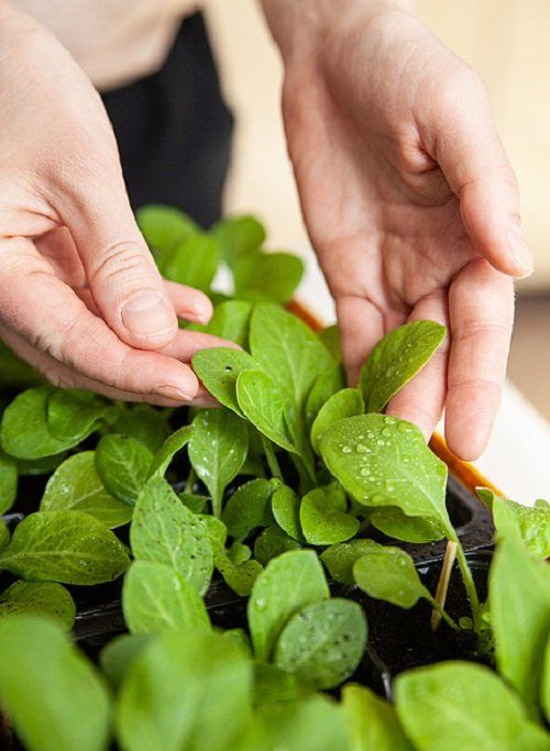 Cukr a Špenát: Kontrola Hořkosti Špenátu